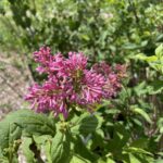James Macfarlane Lilac (Syringa x prestoniae 'James Macfarlane')