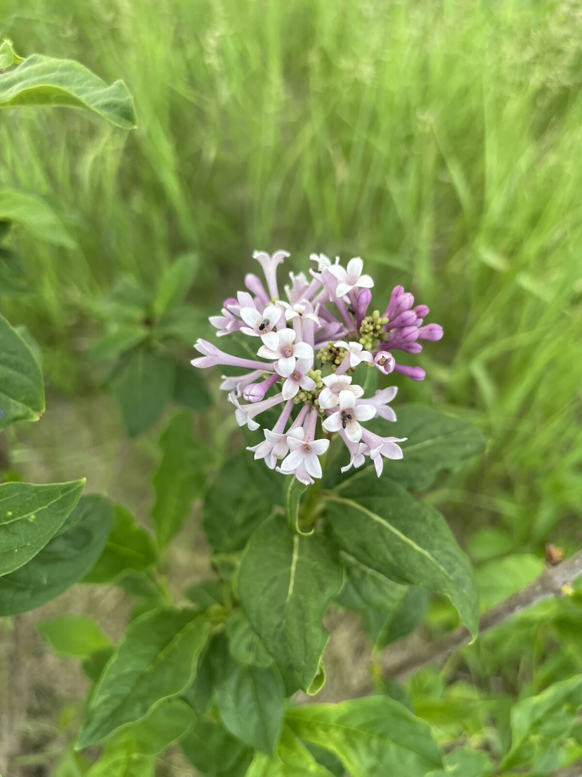 Minuet Lilac (Syringa ‘Minuet’)