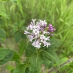 Minuet Lilac (Syringa 'Minuet')