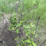 Miss Canada Lilac (Syringa 'Miss Canada')