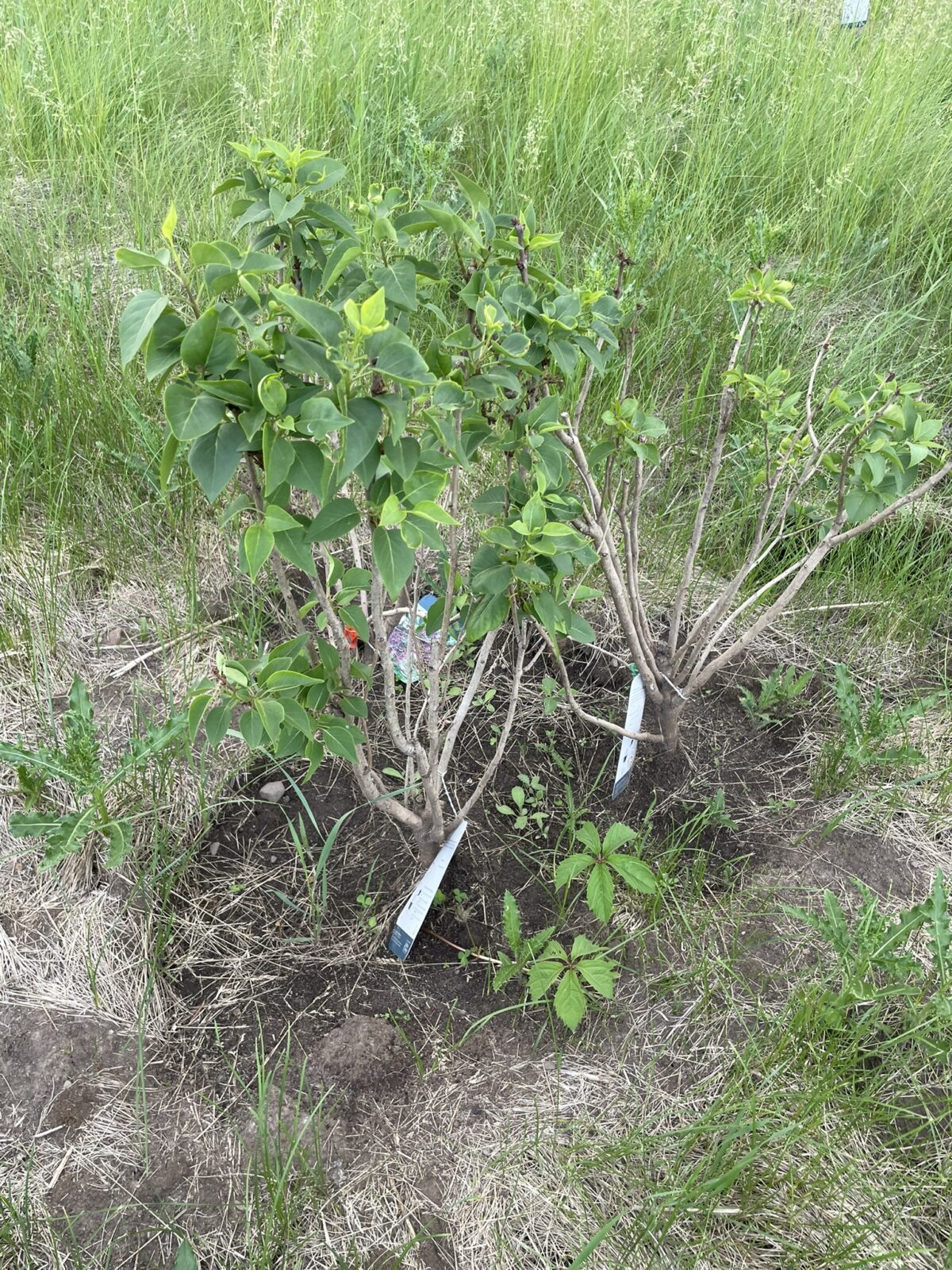 Monge Lilac (Syringa vulgaris ‘Monge’)