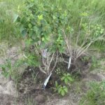 Monge Lilac (Syringa vulgaris 'Monge')