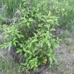 Pinktini Lilac (Syringa x prestoniae 'Jeftini')