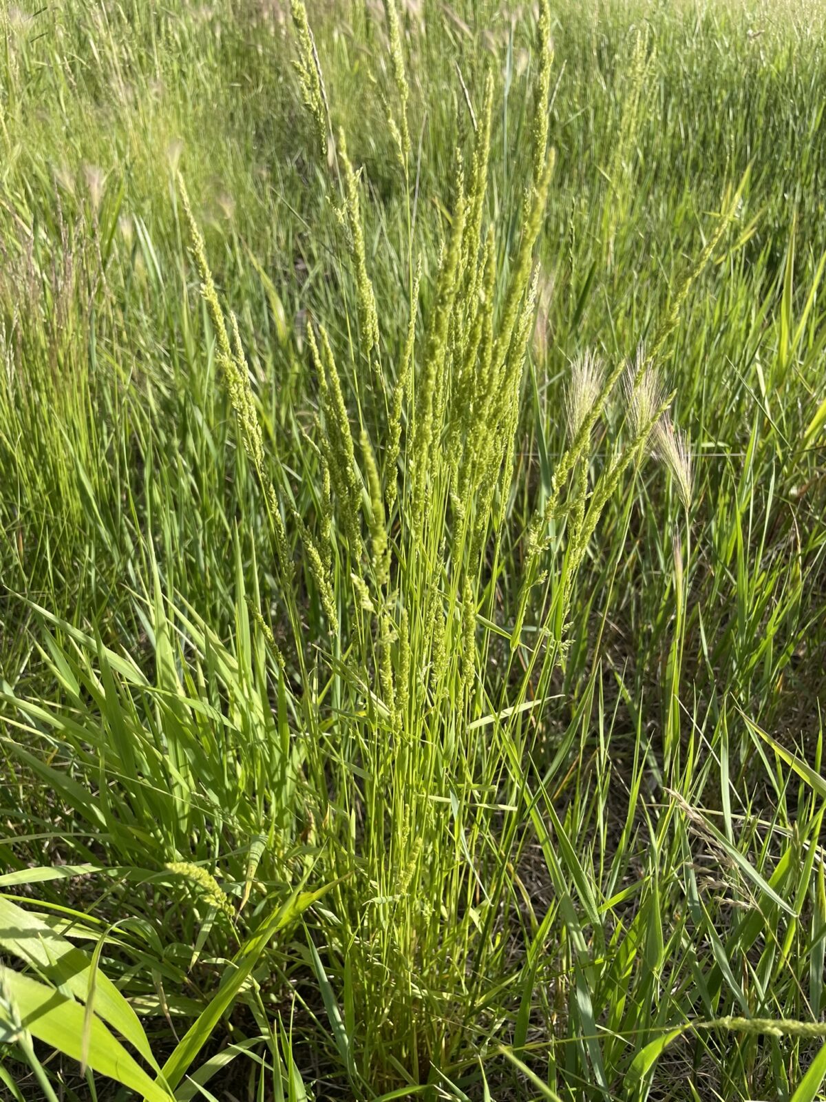 Prairie Wedgegrass (Sphenopholis obtusata)