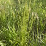 Prairie Wedgegrass (Sphenopholis obtusata)