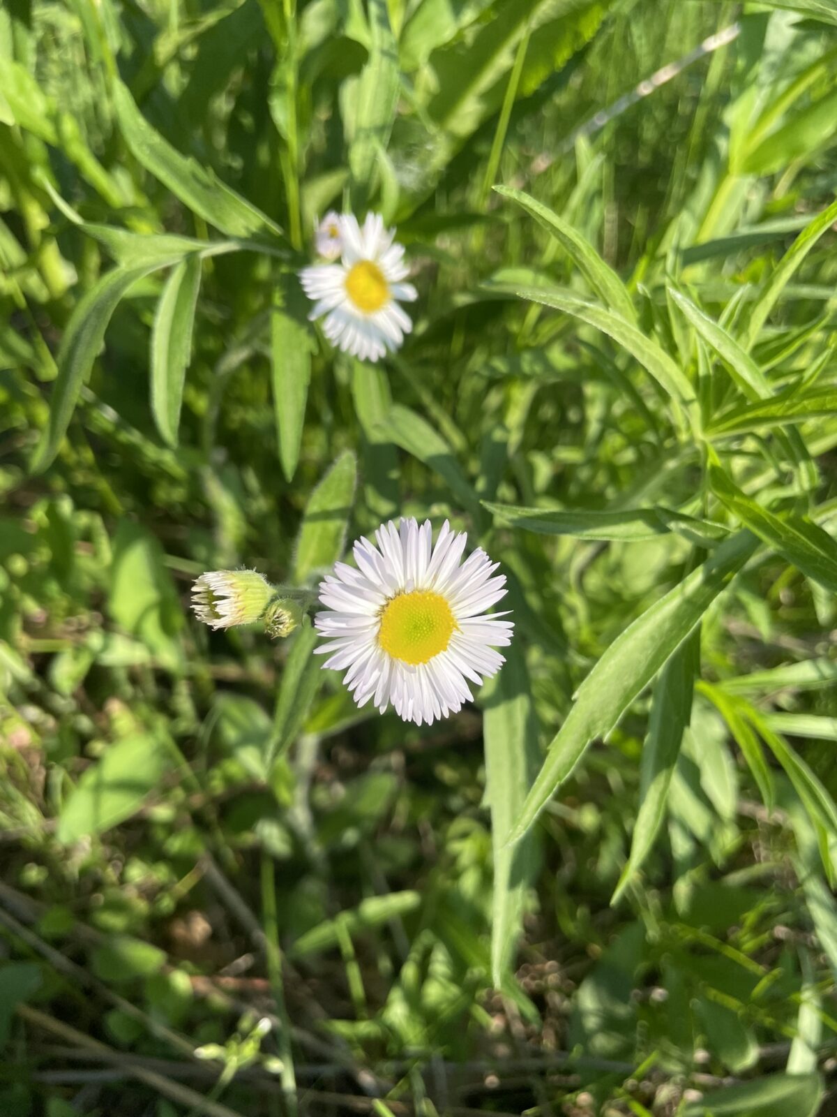 Robin’s Plantain (Erigeron pulchellus)