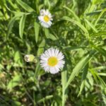 Robin's Plantain (Erigeron pulchellus)