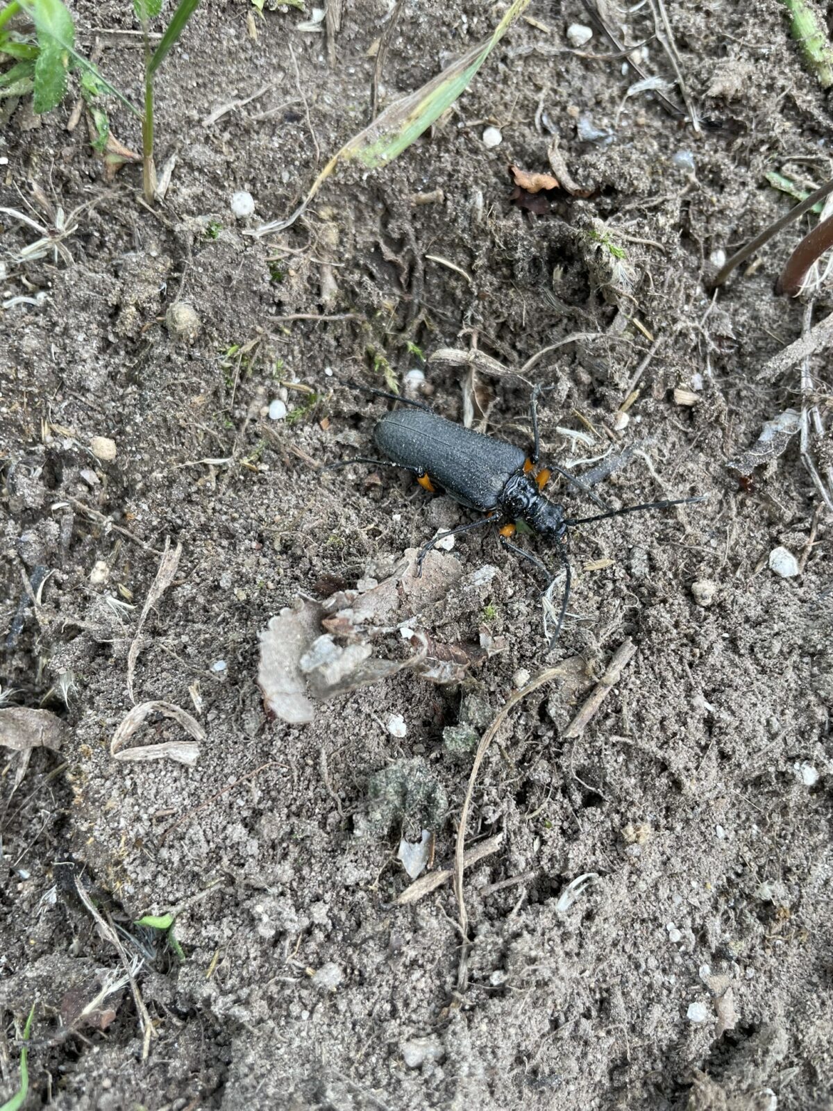 Schaum’s Longhorn Beetle (Stenocorus schaumii)