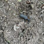 Schaum's Longhorn Beetle (Stenocorus schaumii)