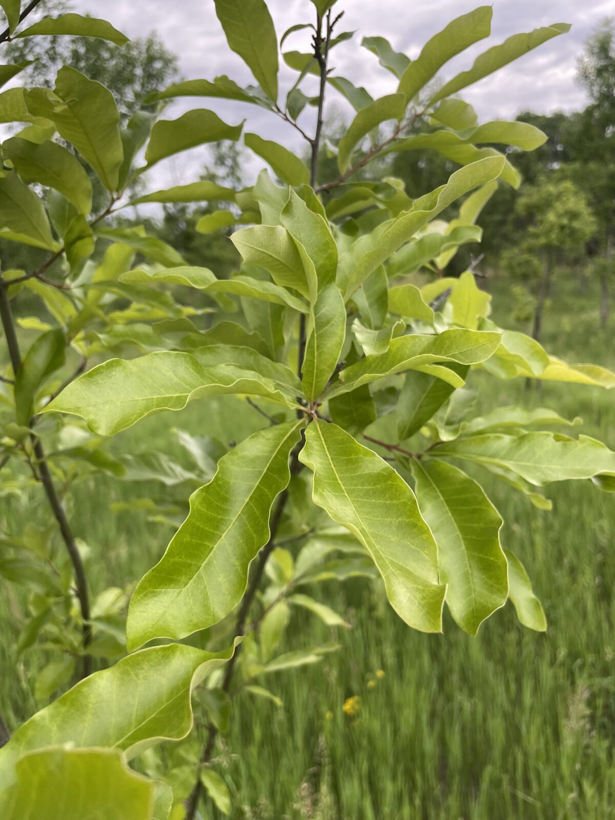 Shingle Oak (Quercus imbricaria)