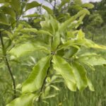 Shingle Oak (Quercus imbricaria)
