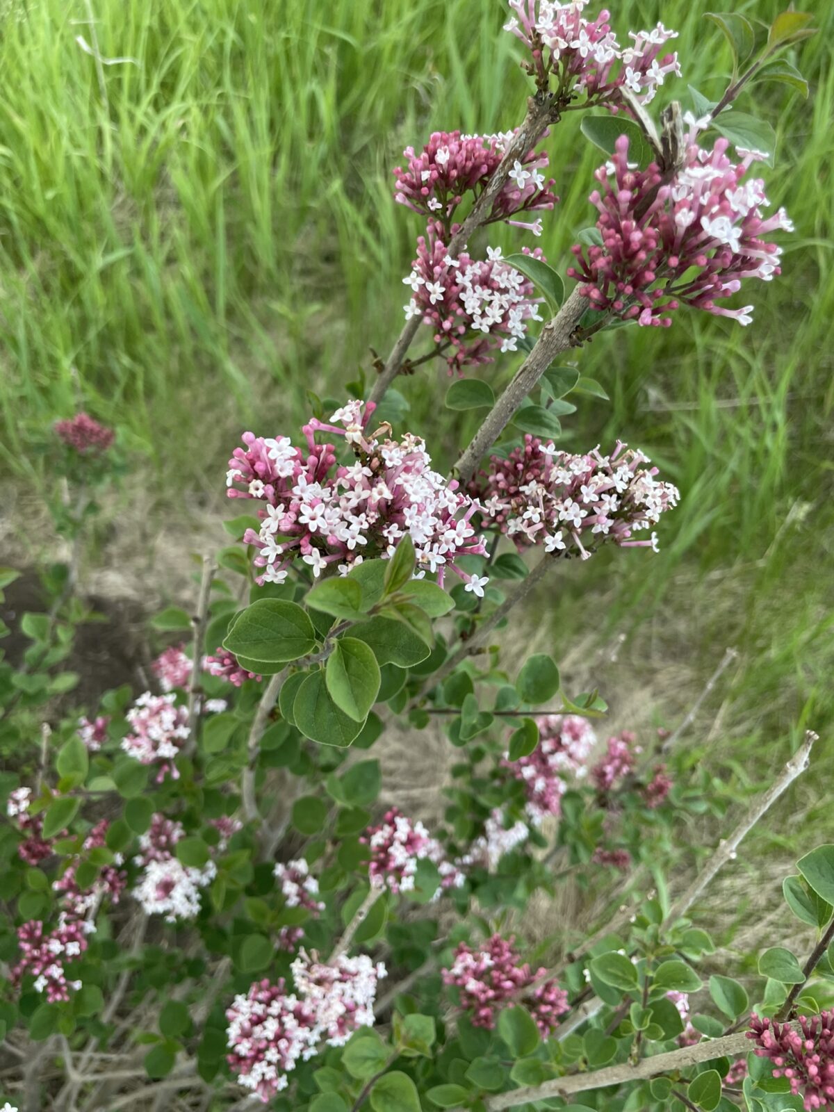 Tinkerbelle Lilac (Syringa ‘Bailbelle’)