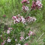 Tinkerbelle Lilac (Syringa 'Bailbelle')