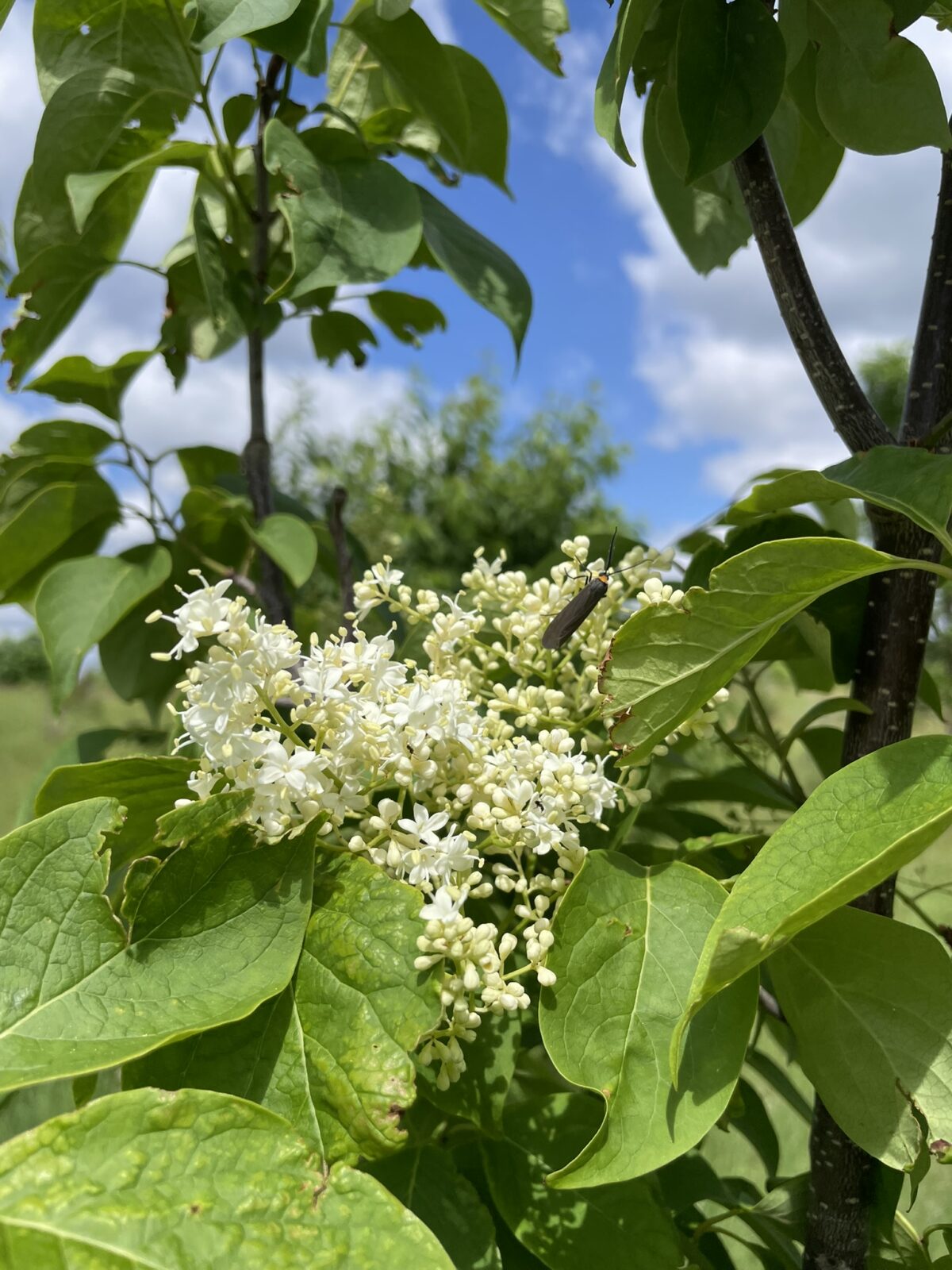 Japanese Tree Lilac (Syringa reticulata)