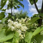 Japanese Tree Lilac (Syringa reticulata)