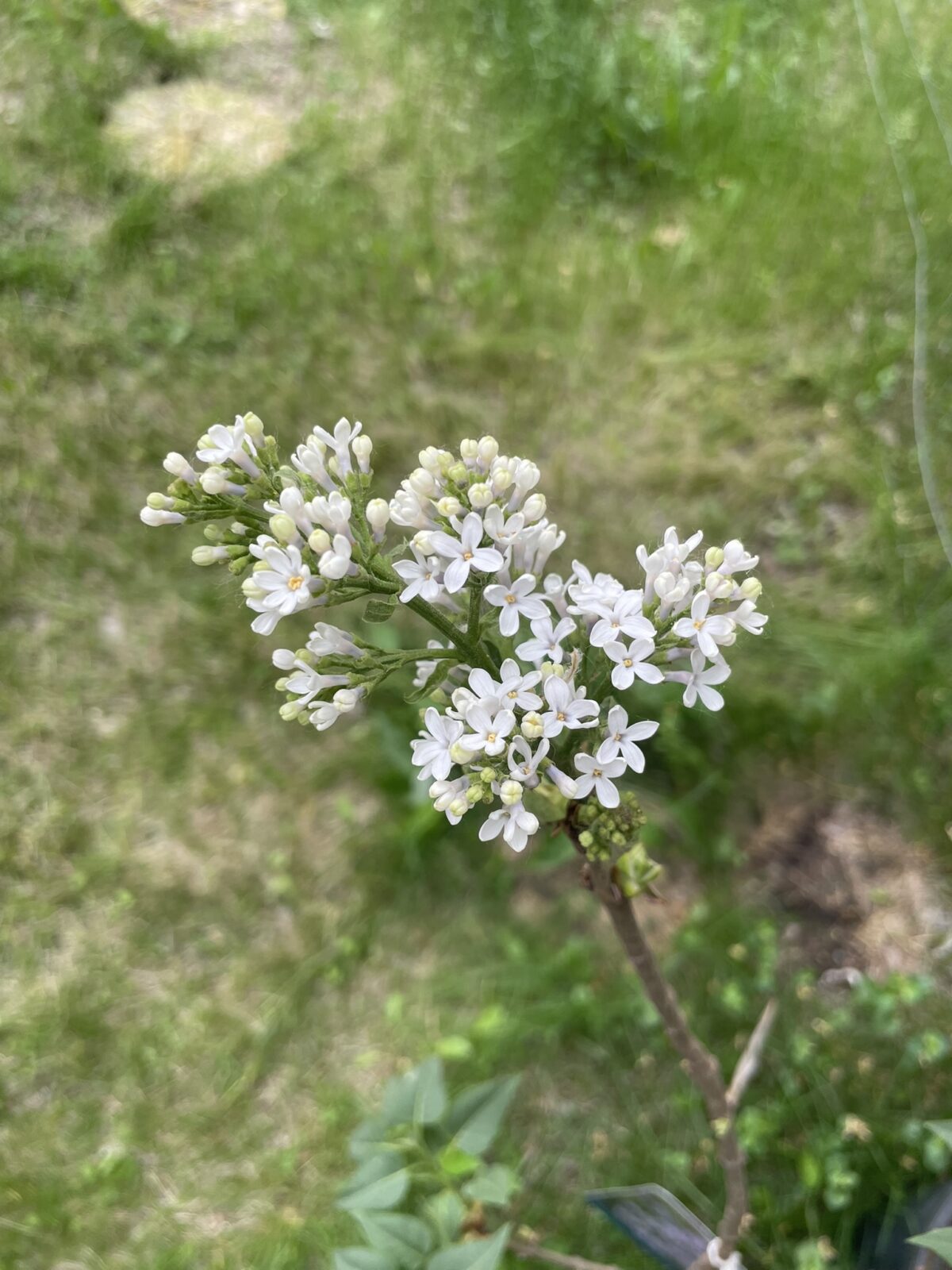 Wedgewood Blue Lilac (Syringa vulgaris ‘Wedgewood Blue’)
