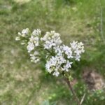 Wedgewood Blue Lilac (Syringa vulgaris 'Wedgewood Blue')