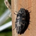 Metallic Wood-Boring Beetle (Buprestis laeviventris)