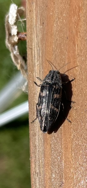 Metallic Wood-Boring Beetle (Buprestis laeviventris)
