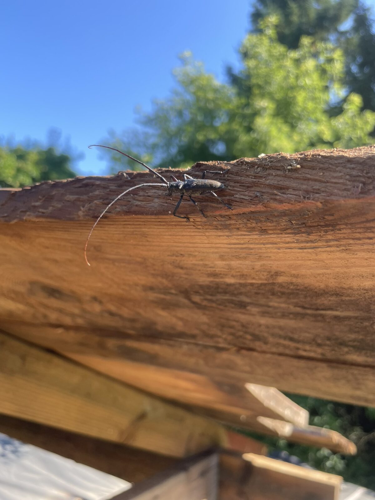 White-spotted Sawyer Beetle (Monochamus scutellatus)