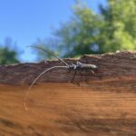 White-spotted Sawyer Beetle (Monochamus scutellatus)